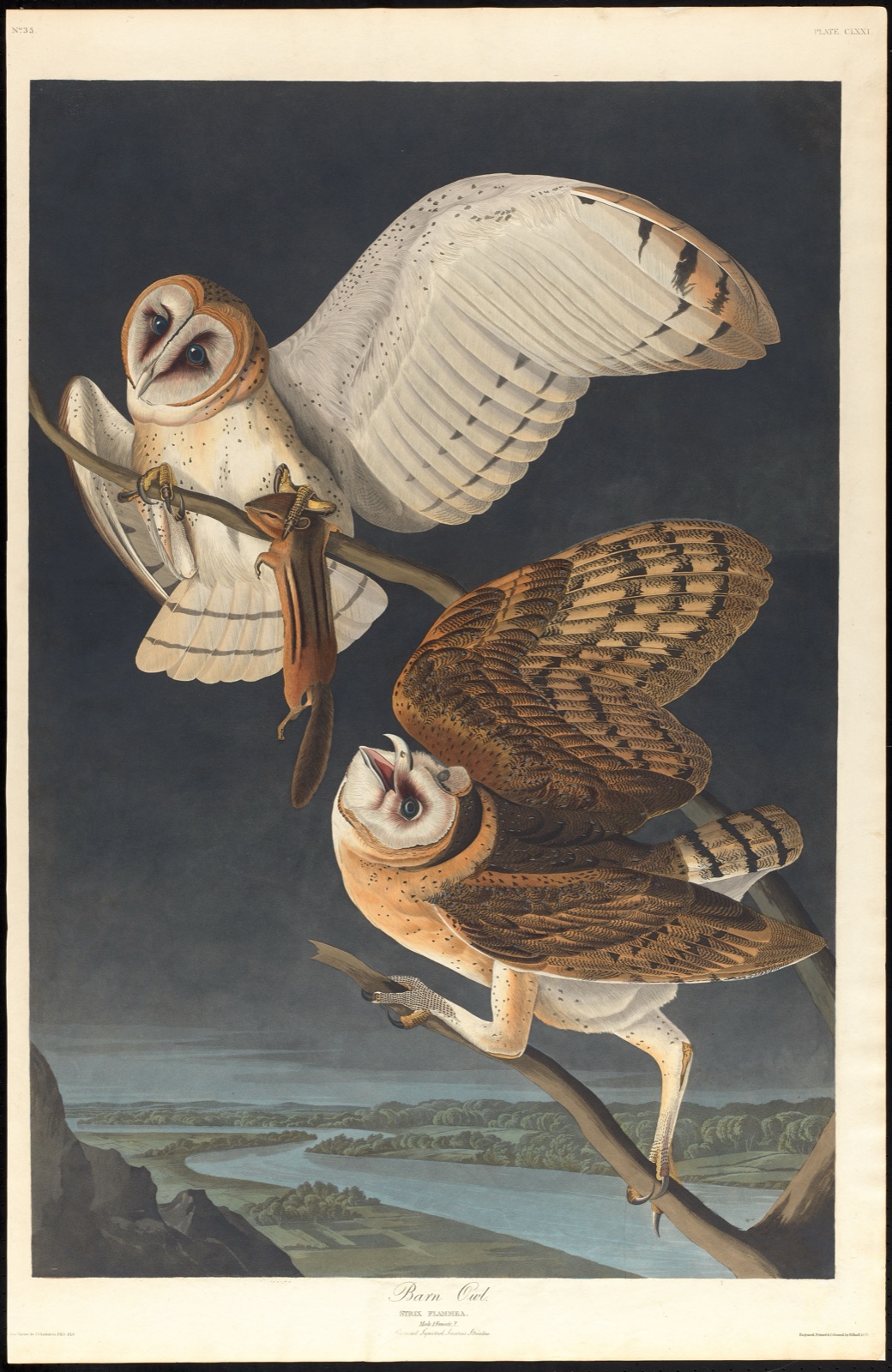 A hand-colored engraved plate from the Audubon folio Birds of America showing two barn owls on a branch at night, one with wings spread and prey in its talons, above a moonlit river valley.