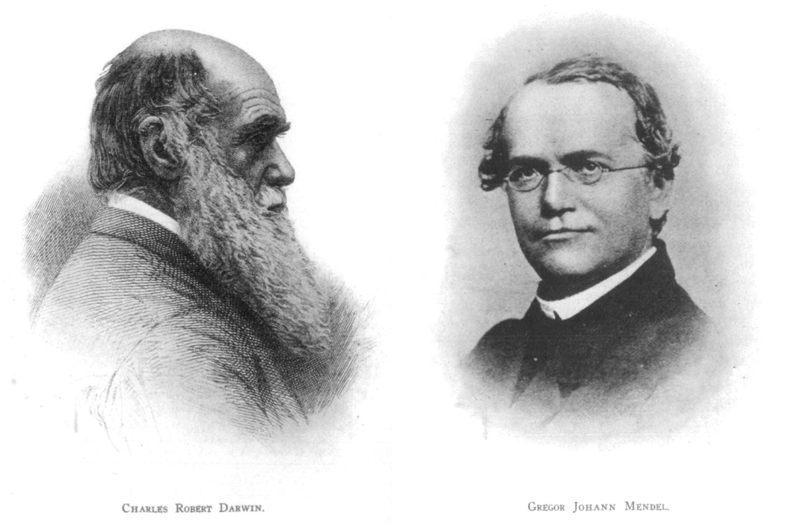 A printed plate pairing two nineteenth-century portraits side by side, captioned Charles Robert Darwin (an engraving in profile) and Gregor Johann Mendel (a photographic portrait in spectacles and clerical dress).