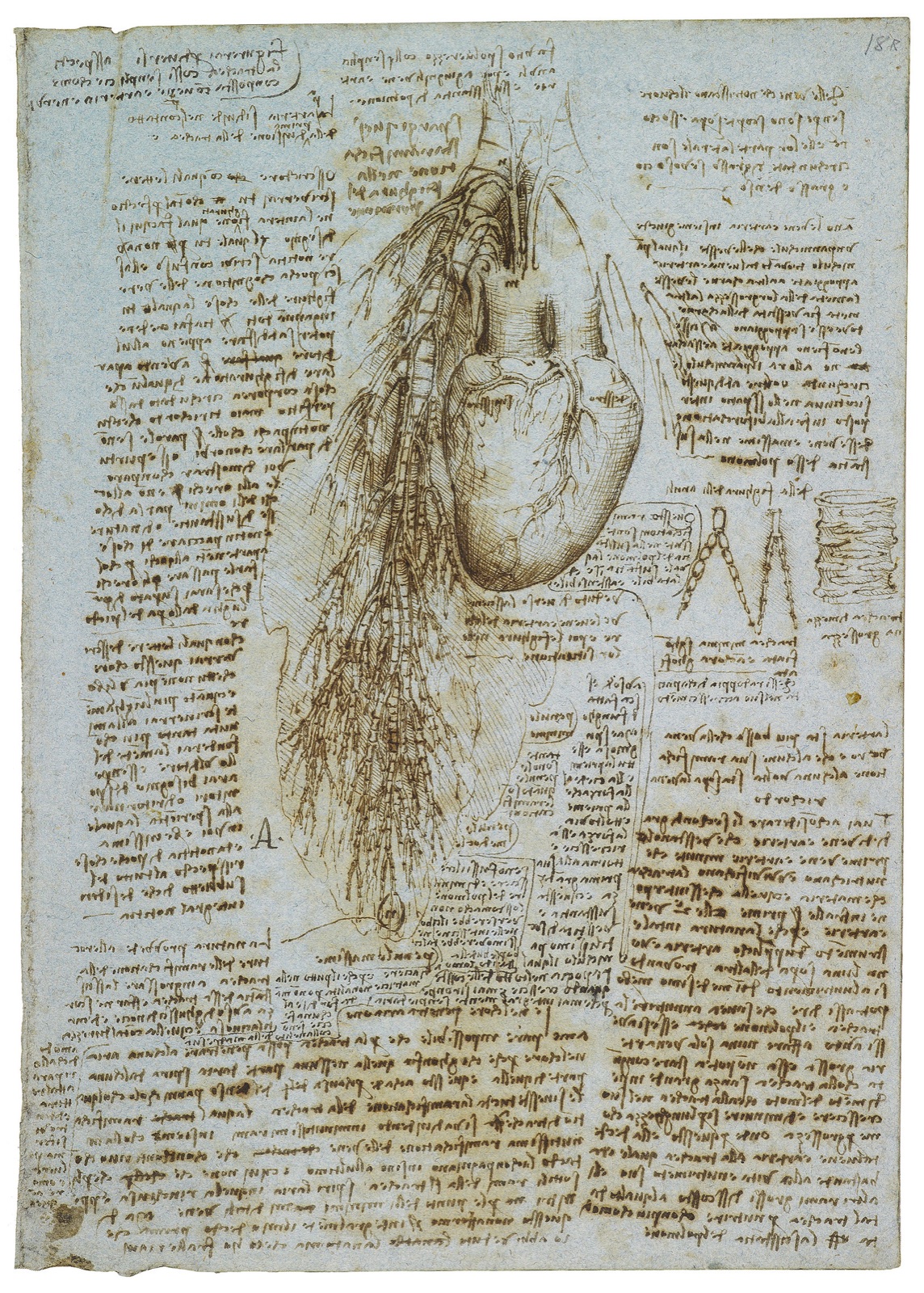 Leonardo da Vinci’s ink study of the human heart, bronchi and bronchial vessels, the anatomical drawing surrounded by his mirror-writing notes.