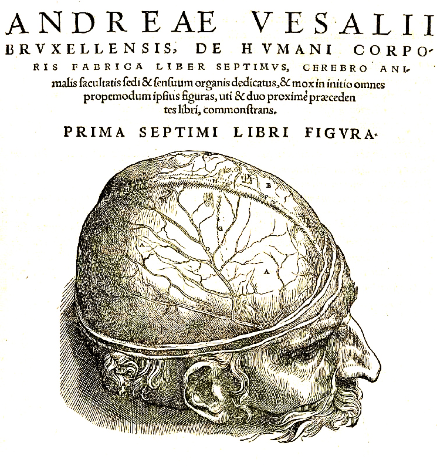 Renaissance woodcut from Vesalius, De humani corporis fabrica (1543): a head in right profile with the skullcap removed, exposing the surface of the brain and its vessels.