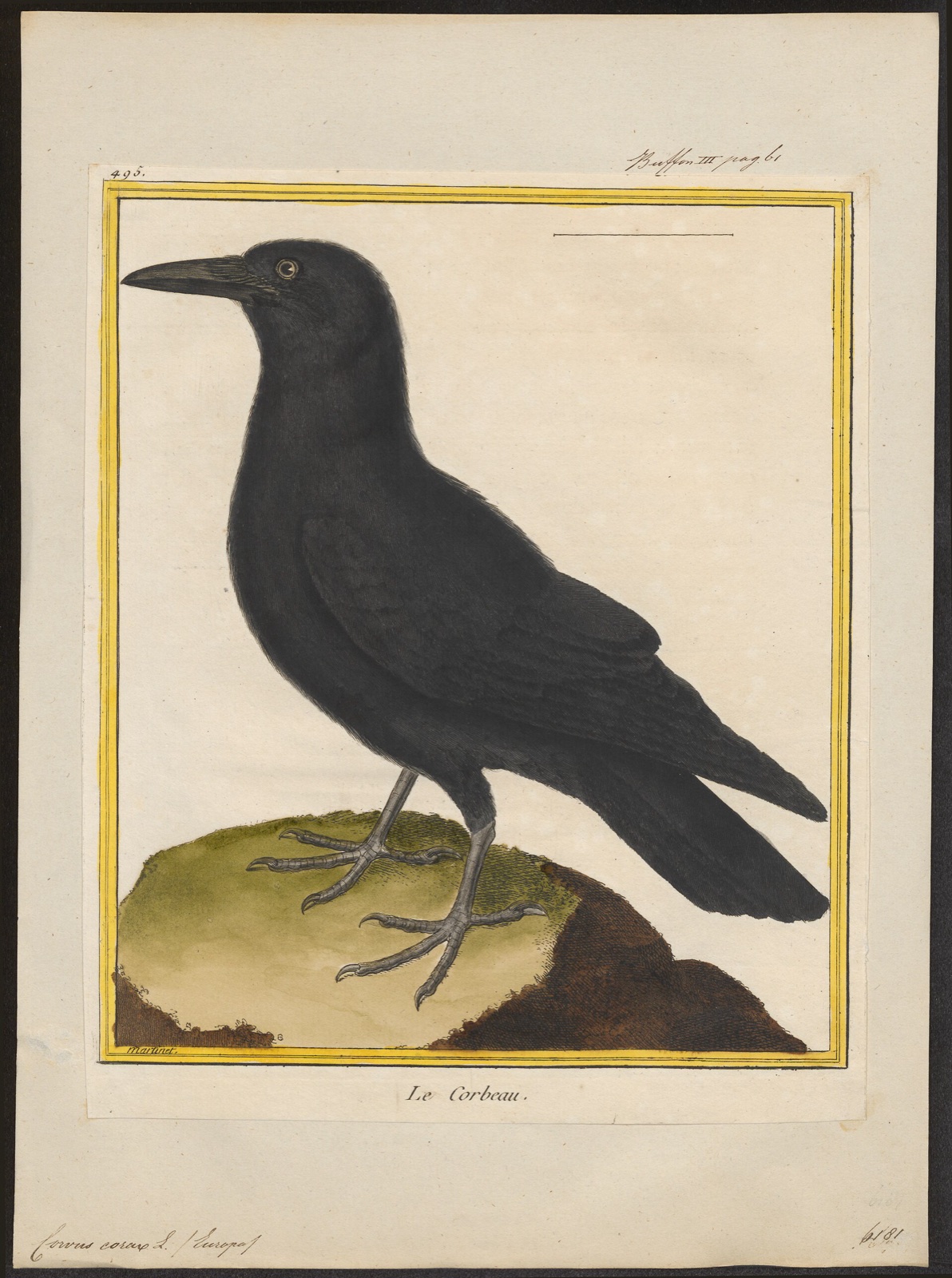 An antique hand-coloured zoological print of a common raven (Corvus corax): a large, all-black bird shown in profile with a heavy bill and glossy plumage, standing on a bare branch against a plain ground.